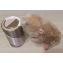 Derek Bosch : He'll lick all bare, too!